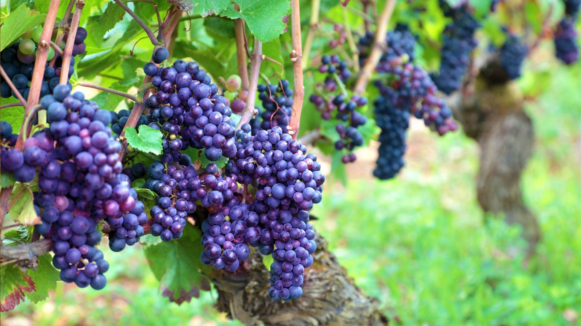 8. Das Treten der Trauben Seines Zorns. Clusters of ripe purple grapes hanging from a vine in a lush vineyard, reflecting the bountiful creation in agricultural settings. Opens a video in a new window.