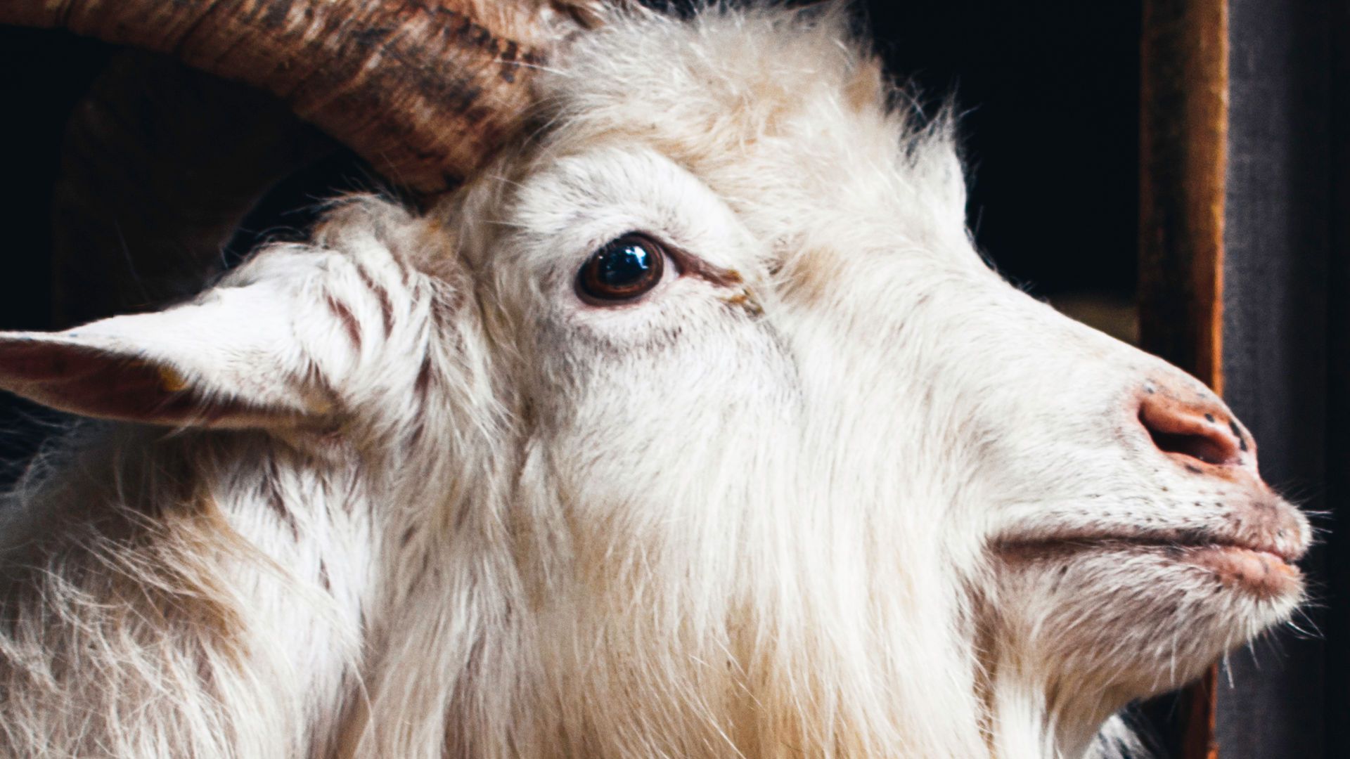 10. Der Unterschied zwischen Schafen und Böcken. Close-up of a white goat with pronounced horns, gazing to the side against a dark background. Opens a video in a new window.