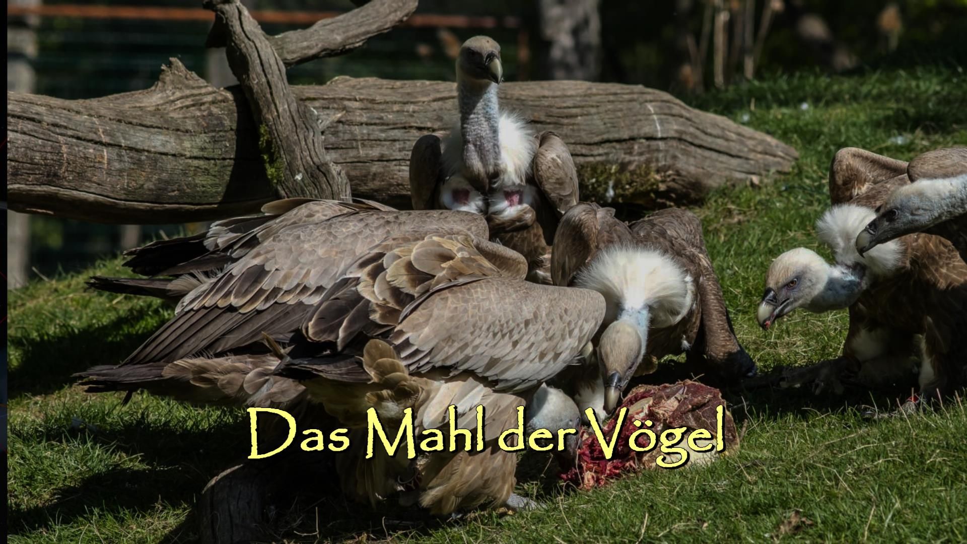 9. Das Mahl der Vögel. A group of vultures feeding on a carcass in a grassy area with pieces of logs scattered around. The image is captioned in German: "Das Mahl der Vögel" which translates to "The Meal of the Birds". Opens a video in a new window.