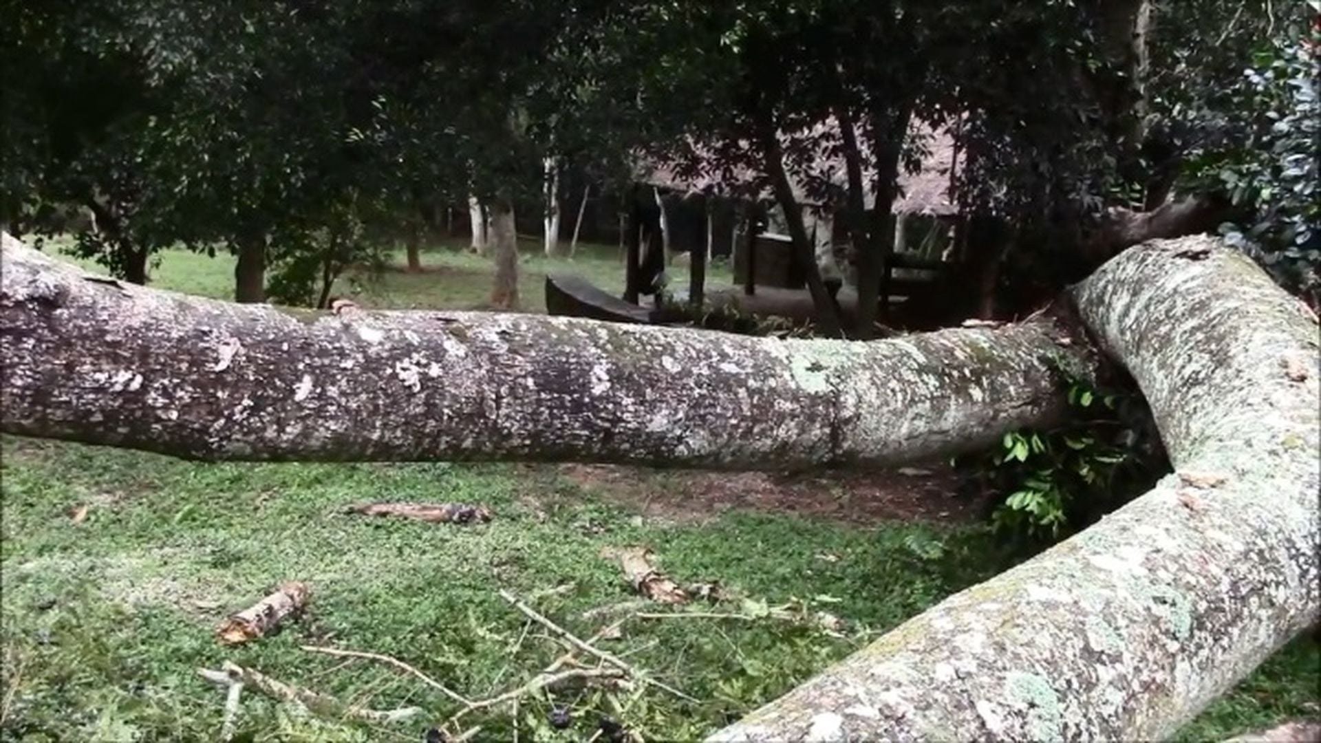 3. La tormenta. Two large fallen trees in a grassy area with scattered branches, in the background there’s a cluster of small wooden buildings surrounded by a serene forest setting. Opens a video in a new window.