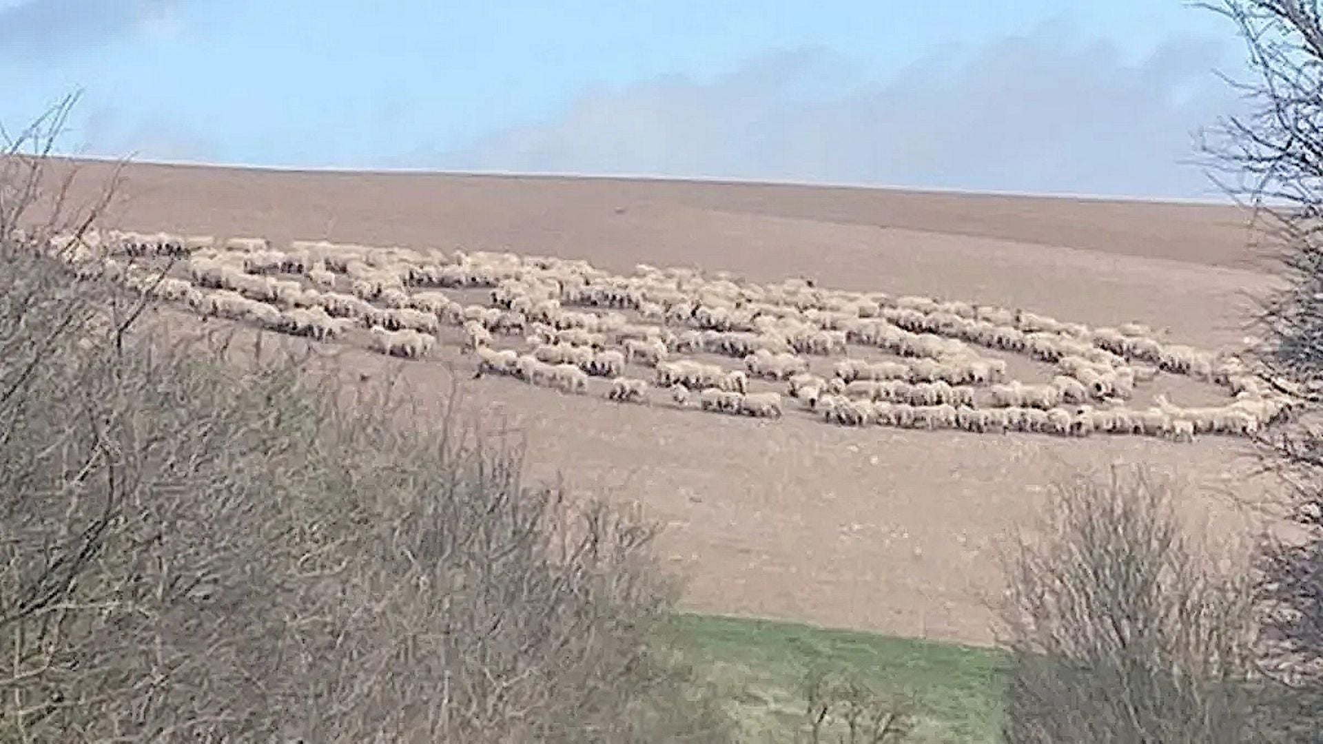 8. El redil del Tiempo. A herd of sheep arranged on a rural hillside in the pattern of a constellation from the Mazzaroth, surrounded by bare fields and sparse greenery under a clear sky. Opens a video in a new window.