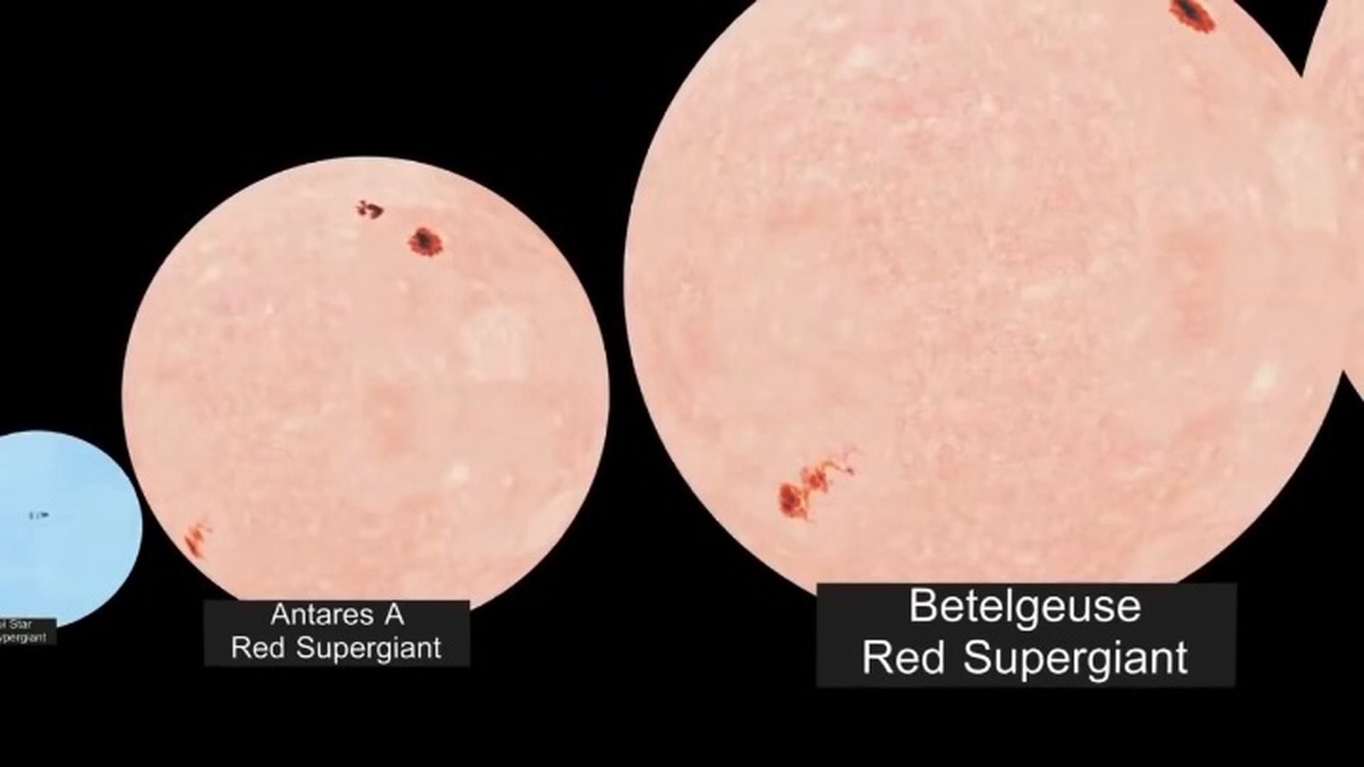 2. Comparación de los tamaños de las estrellas. Comparative illustration of two red supergiant stars, Antares A and Betelgeuse, shown in varying scales with a smaller blue dot representing the sun. Each star is labeled with its name and the designation "Red Supergiant". Opens a video in a new window.