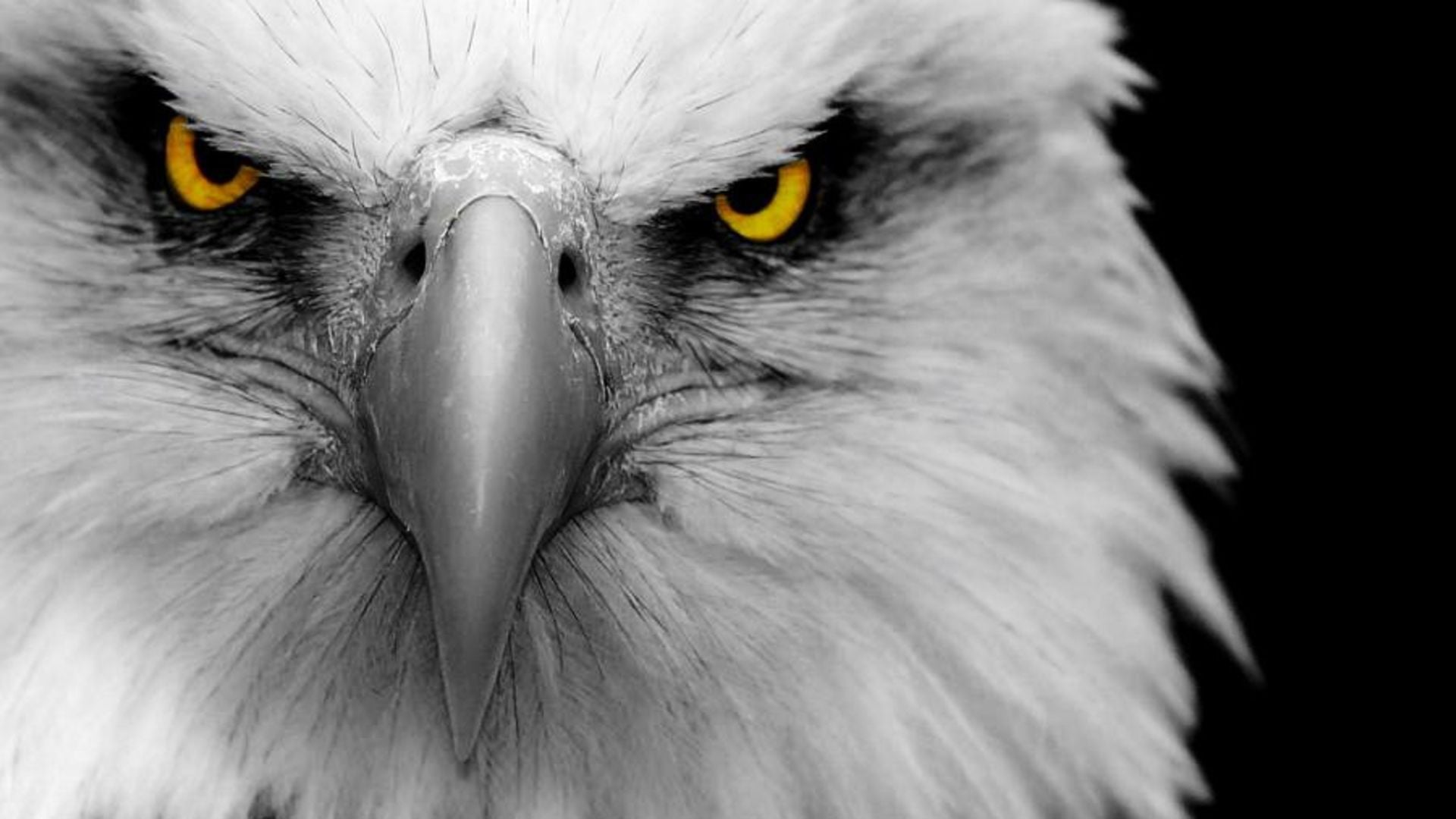 11. El mensajero de los ayes.. Close-up image of a majestic eagle's face, displaying intense yellow eyes and a sharp beak, set against a monochrome background highlighting the texture of its feathers. Opens a video in a new window.